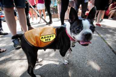 Pooch-friendly scavenger hunt helps pups without a home
