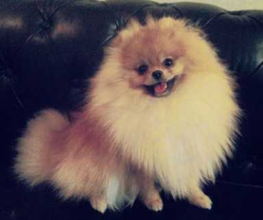 Canine carnage: Large dog chews, spits out small one, killing it