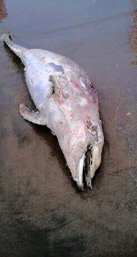 It happened again! Dead dolphin washes up on Coney Island beach