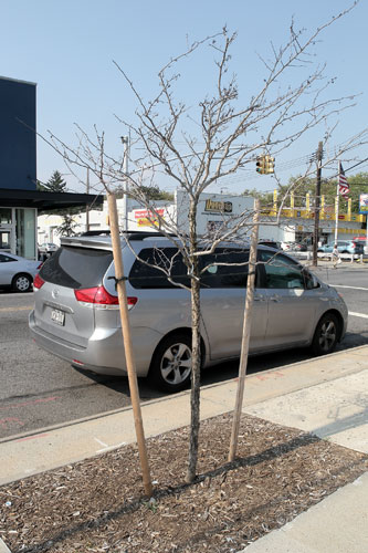 Death of recent saplings doesn’t stop Parks from planting more