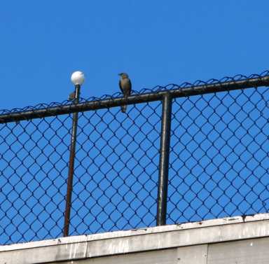 Air raid! Mockingbirds attacking people in Transmitter Park