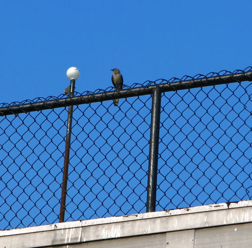 Air raid! Mockingbirds attacking people in Transmitter Park
