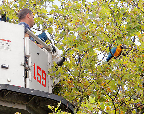 Parrot stuck in tree rescued by firemen