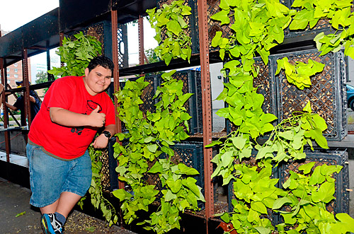 Flatbush Avenue gets some vertical veggies