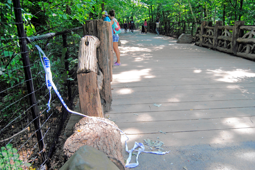 Man hangs himself from tree in Prospect Park