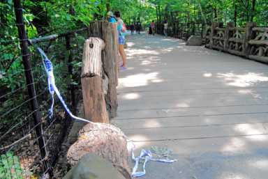 Man hangs himself from tree in Prospect Park