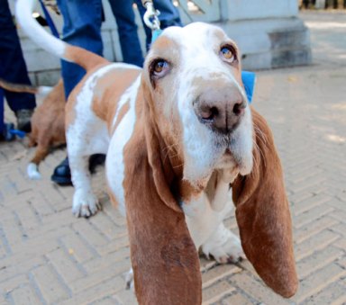 Gathering of the Hush Puppies: Basset hounds pal around in Prospect Park
