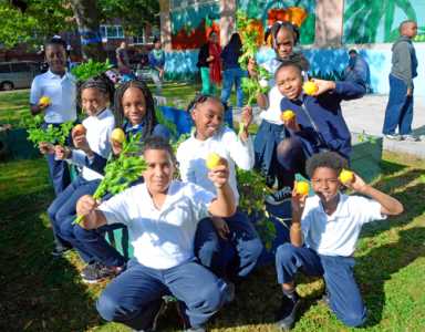 Students roll up sleeves and pick crops from school garden