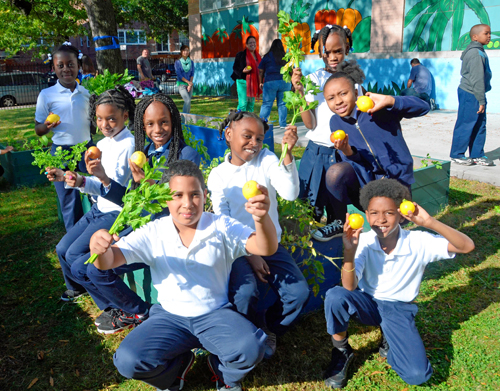 Students roll up sleeves and pick crops from school garden