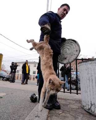 Tiger in your tank: Family finds cat trapped in engine during drive