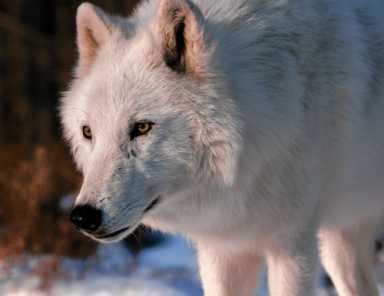 Thrown to the wolves: Live wolf will be special guest at film screening