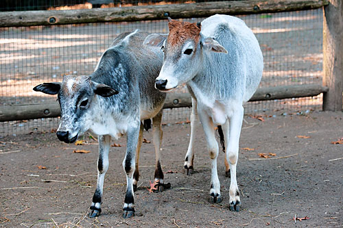 Standing O welcomes two new moos to the zoo