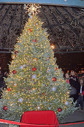 O Christmas tree! Shore Road Park greets the season