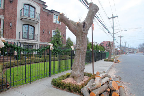 None dare call it arborcide!