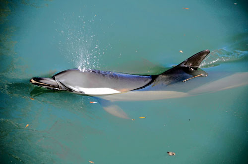 UPDATE: Coney Island Creek dolphin found dead