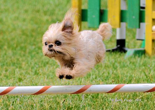 Standing O is at it again!