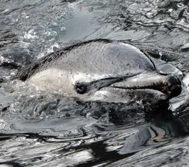 MTV awards, dead dolphins, and a Whole lot of development — 2013 in review