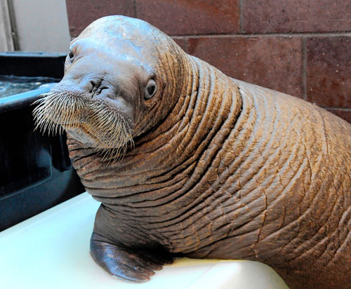 Picture this: Our baby walrus!