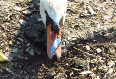 Hooked swans rescued in Prospect Park