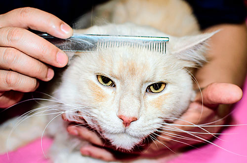 cats and combs