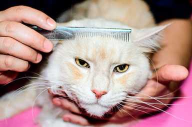 Williamsburg’s cat whisperers pack combs
