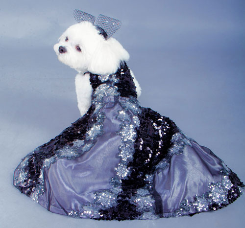 Canine couture: Dogs dominate the runway at ‘Fashion Week Brooklyn’