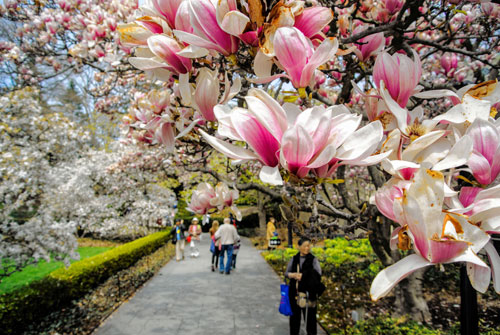 Flower power! Cherry blossom fest to feature samurai sword demo