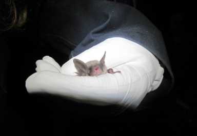 Bat save! State axes G’point trees to spare critters ahead of bridge overhaul