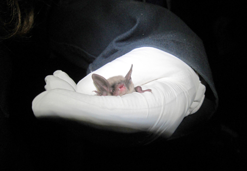 Bat save! State axes G’point trees to spare critters ahead of bridge overhaul