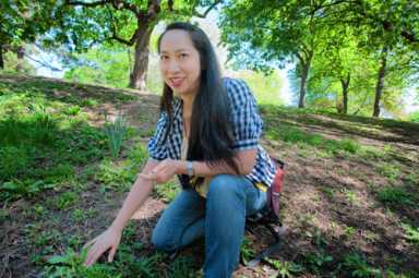 Urban foraging book gives new meaning to ‘street food’