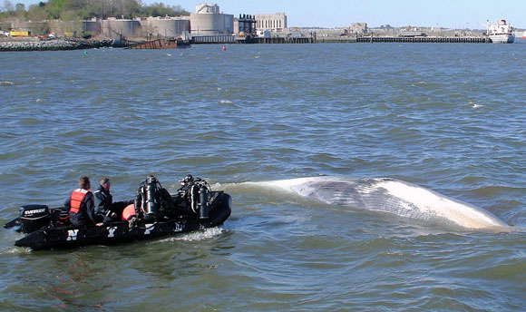 Whale dies near Brooklyn Army Terminal