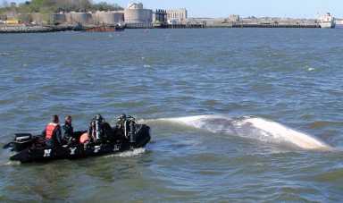 Whale dies near Brooklyn Army Terminal