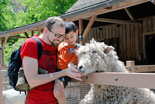 Prospect Park Zoo sheep shed fur just in time for summer