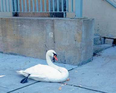 Assemblyman helps out his flock, one bird at a time