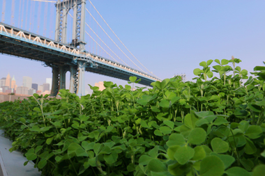 Field days in Dumbo: John Street lot goes crimson and clover