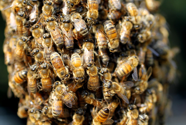Buzz kill! Roberta’s bees busy but not belligerent