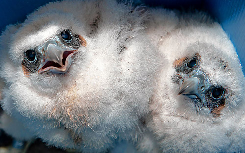 Hatch-tagged: Newborn falcons banded atop bridge