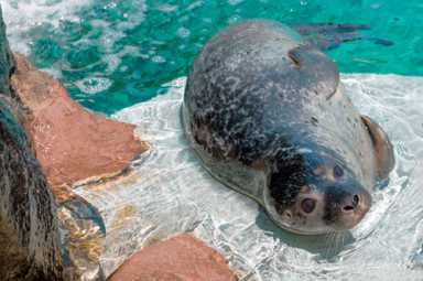 New seal at the New York Aquarium!