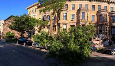 Crosby, Stills, and Crash! Tree-branch-on-car collision sours folk night