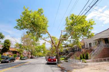 Tragic tree trimming