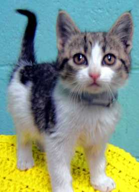 Rabid kitten alert!