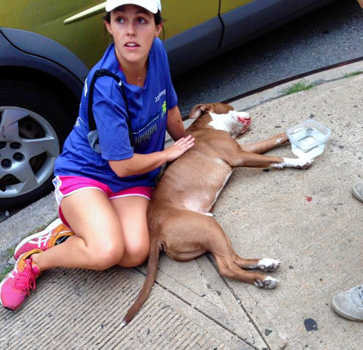 Pit bull survives possible toss from Brooklyn-Queens Expressway