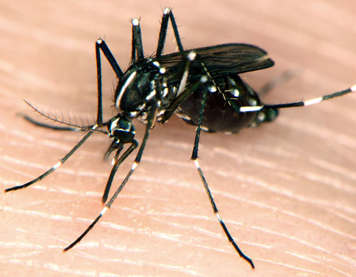 TONIGHT: City to spray for skeeters