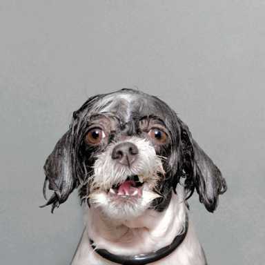 Soggy doggies! Cobble Hill photographer snaps wet pooches