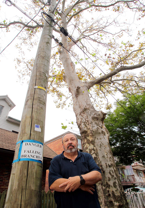 Zombtrees still loom over Sheepshead Bay