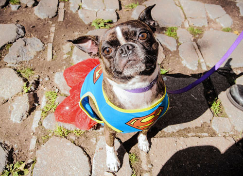 Dogs strut their stuff at Fort Greene Park costume contest
