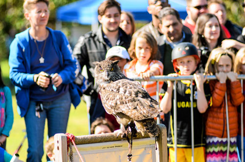 Prospect Park’s got talon: Raptor Fest touches down in Brooklyn’s backyard