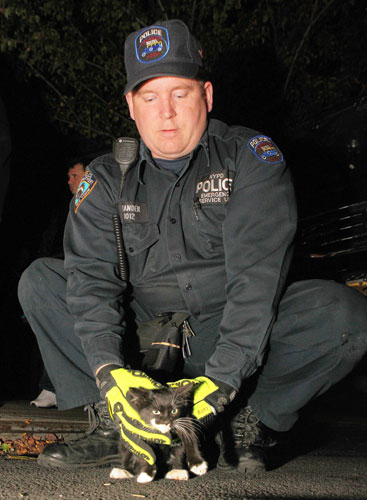 Kitten rescued from car engine