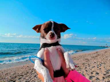 Dog-jacked!