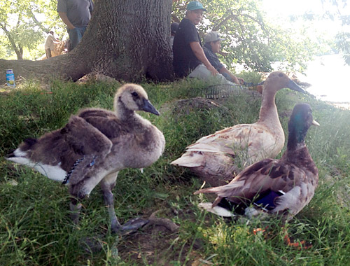 Duck, duck — goose!